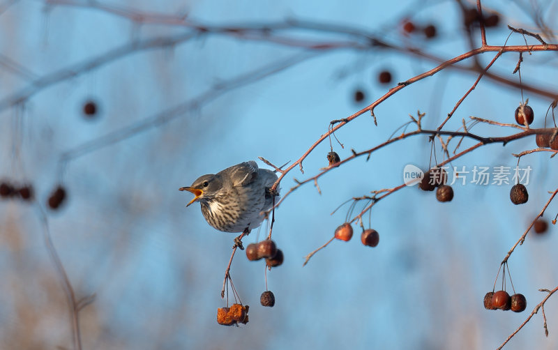 冬天树枝上觅食的小鸟