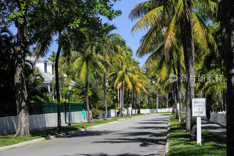 热带街景及棕榈树