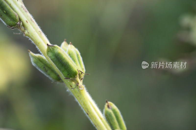 稀疏的芝麻果实挂在枝头