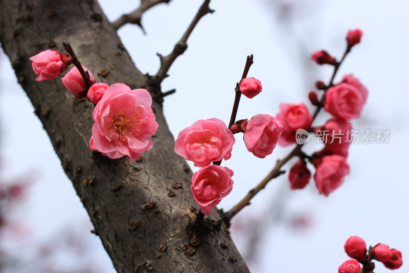 初春绽放的粉红色梅花