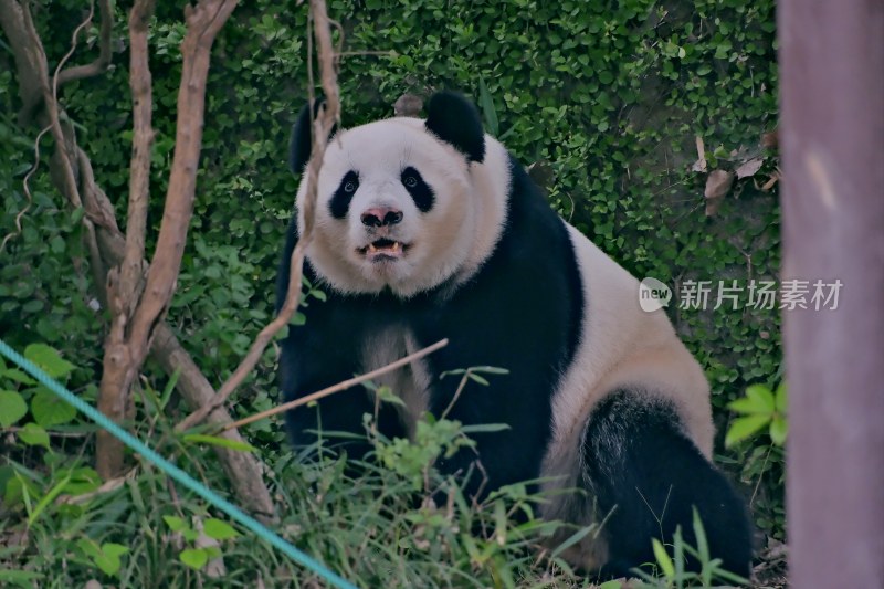 紫清湖动物园的大熊猫暖暖等