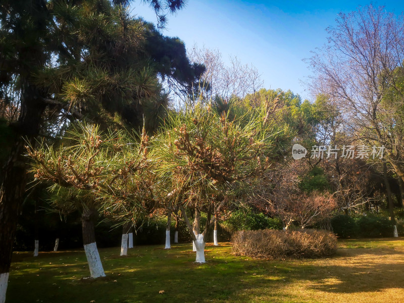 花草树木蓝天白云自然风光摄影图