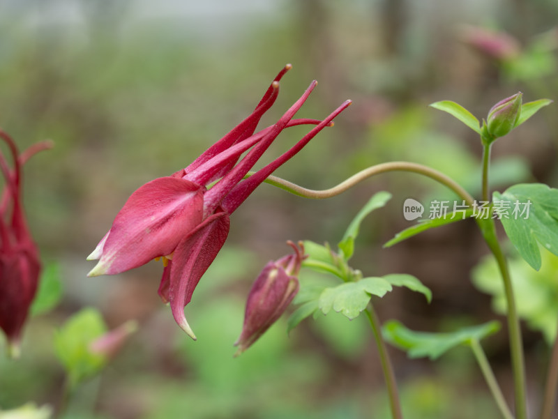 春天的漏斗菜开花