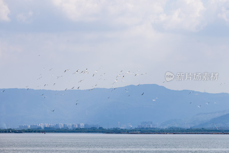 海鸥、红嘴鸥