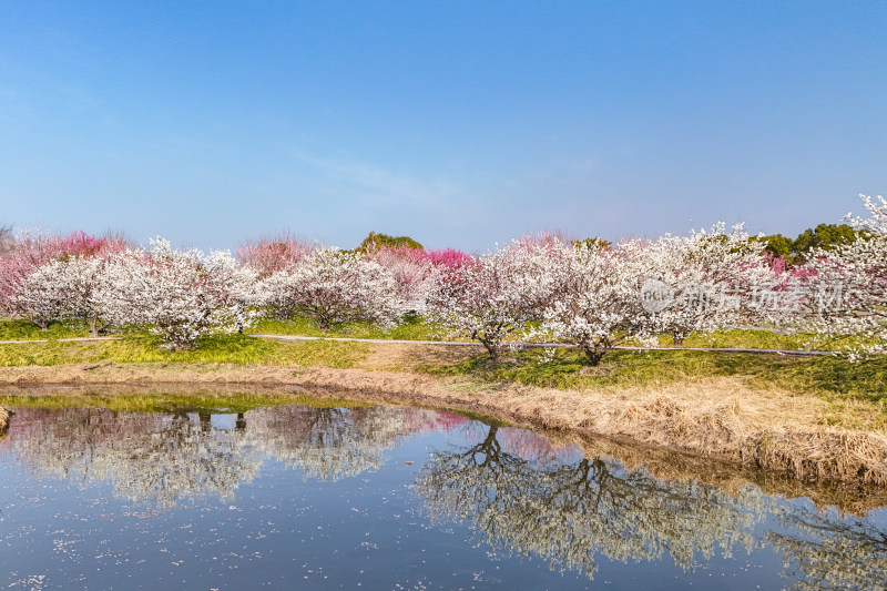 花开海上梅花节