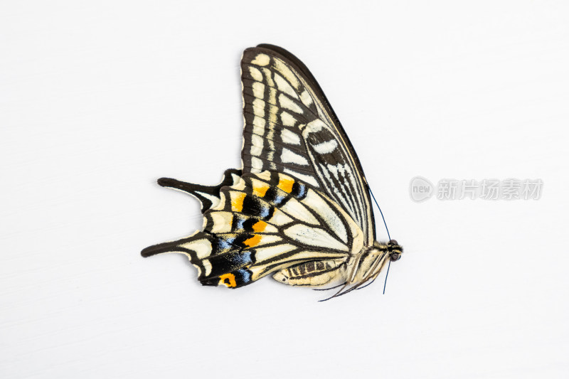 昆虫蝴蝶标本白底图