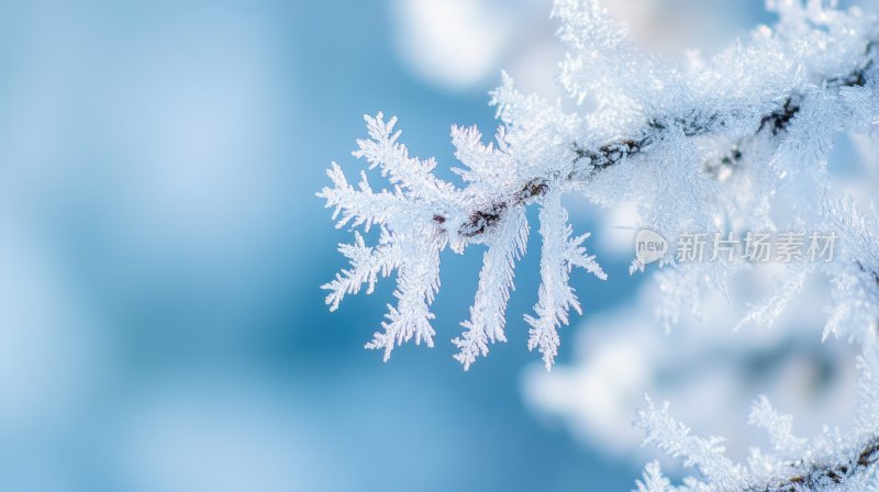 冬天树枝雾凇雪凇结冰雪景特写