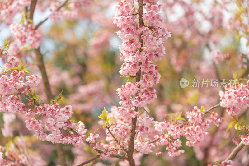 重庆南山植物园樱花
