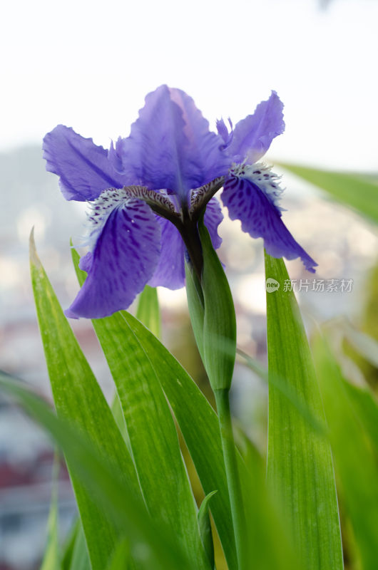 紫色鸢尾花特写