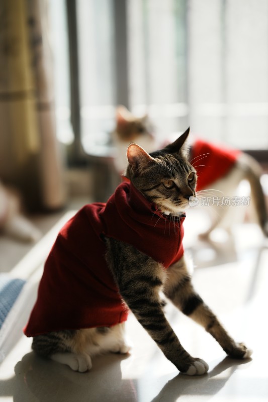 家里穿的衣服的小奶猫