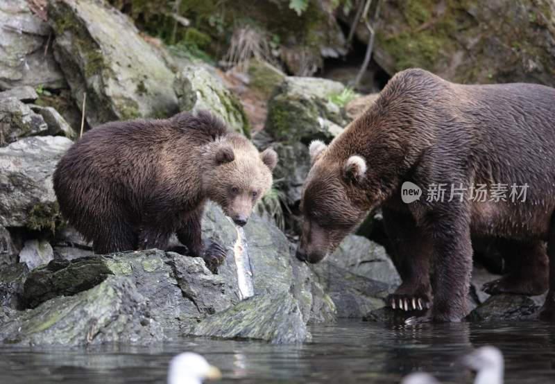 野生动物棕熊北极熊