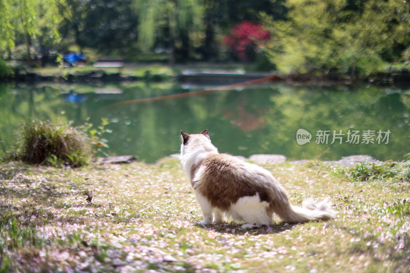 湖边的布偶猫背影