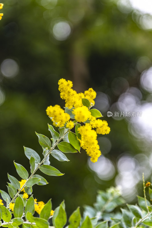 春天盛开的花朵