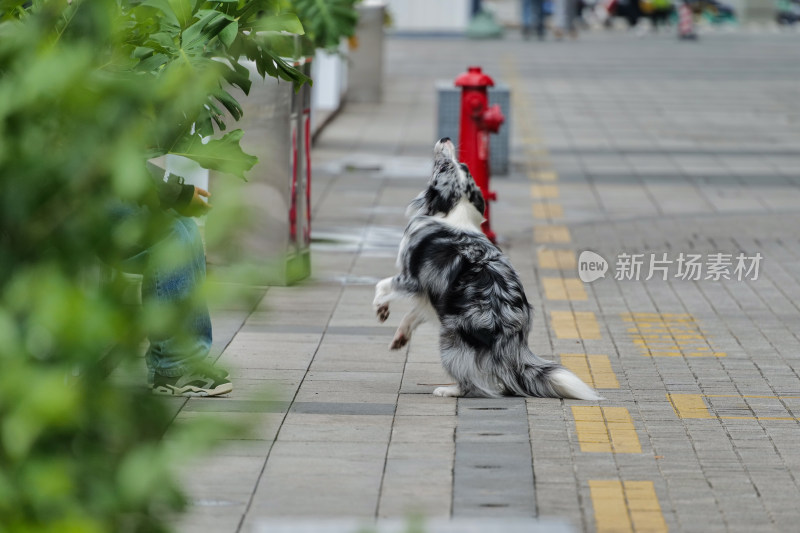 仰天长啸抬头蹲姿的陨石边牧