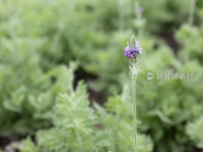 薰衣草，薰衣草花特写