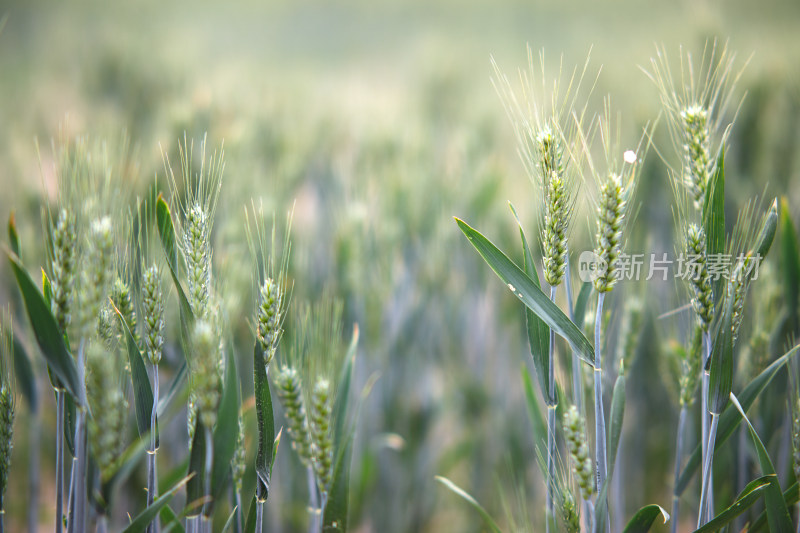 小满时节饱满的小麦麦穗