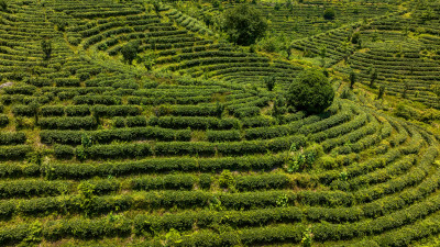 茶叶茶山茶艺茶园采茶茶红茶绿茶春茶茶叶茶