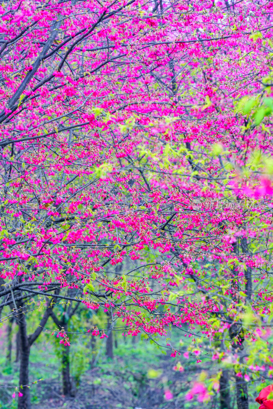 桃花樱花油菜花