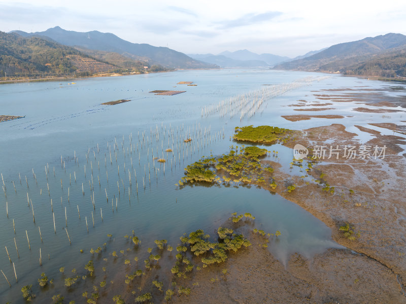 福建宁德霞浦县城红树林涂滩高空航拍