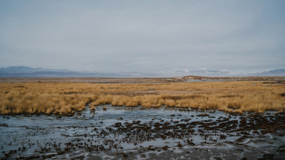 茶卡湿地