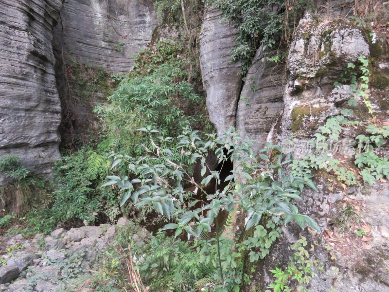 湖北恩施梭布垭石林旅游风景