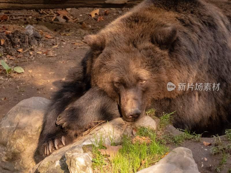 野生动物棕熊北极熊