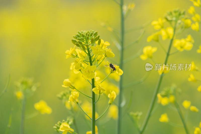 春天油菜花和蜜蜂