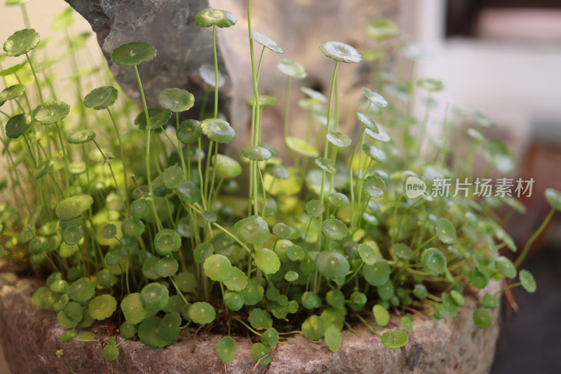 盆栽植物铜钱草特写