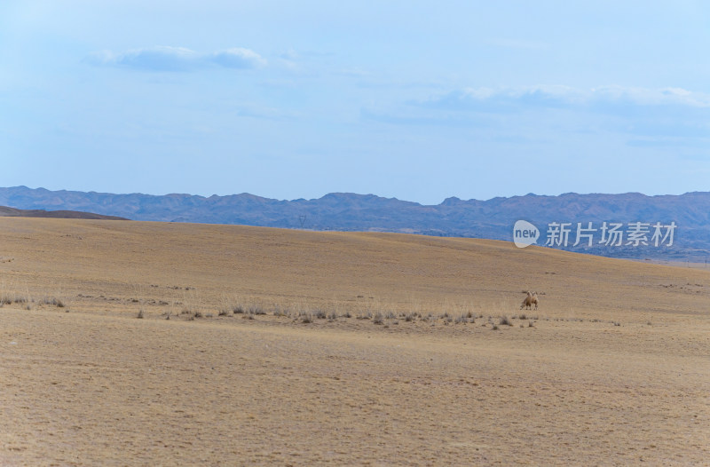 内蒙古巴彦淖尔温根塔拉旅游景区草原骆驼