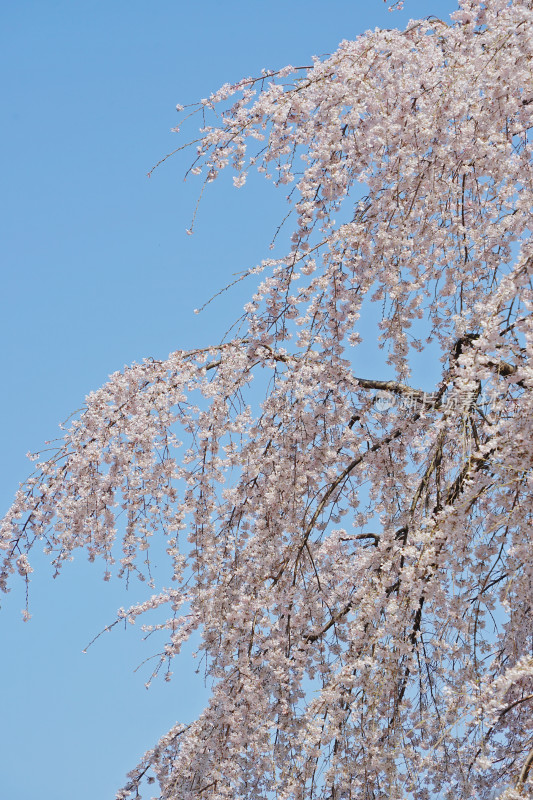 日本东京，新宿御院，樱花/垂枝樱