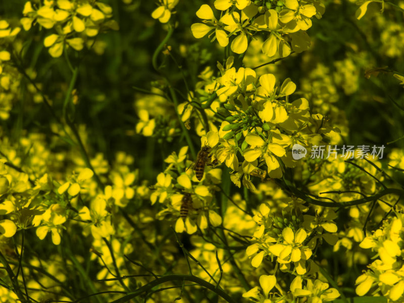 蜜蜂采蜜黄色油菜花特写