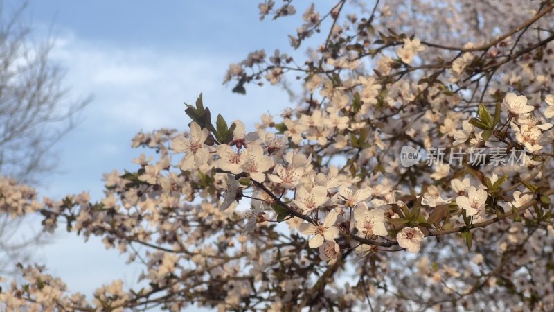 春天在枝头盛开的花