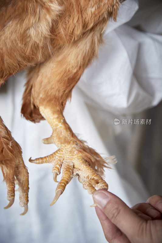 在养鸡场为家鸡检查的年轻饲养员