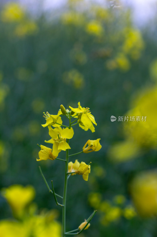 杭州萧山城市旁盛开的油菜花田