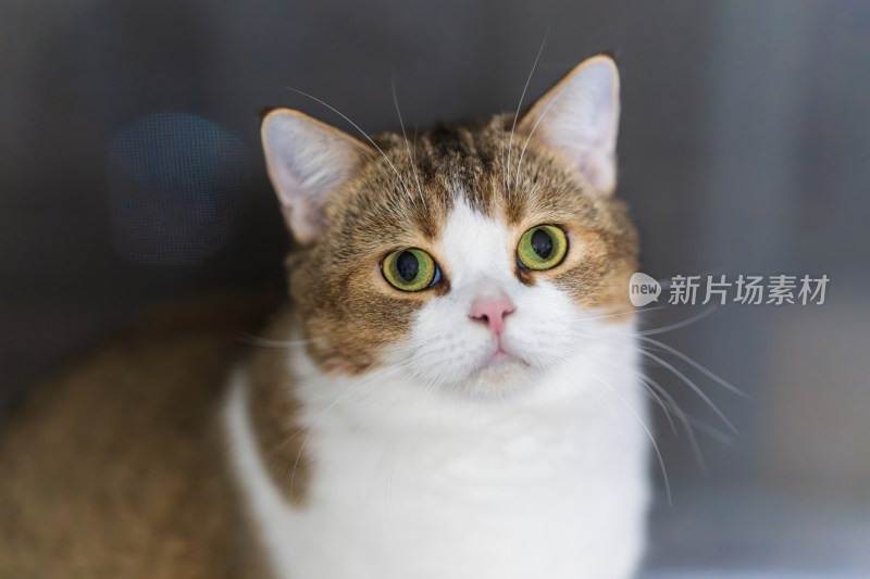 特写镜头下的可爱猫咪