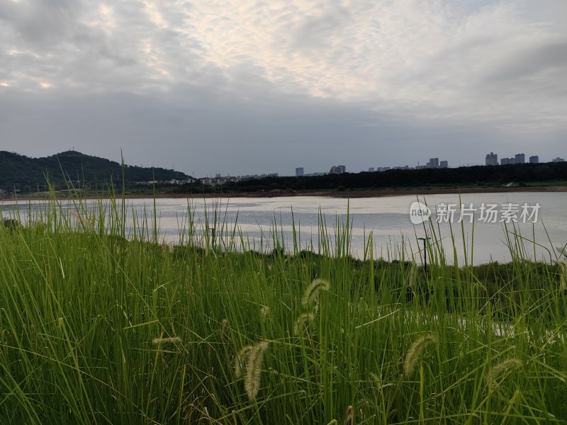 湖边草地自然景观与城市建筑相映成趣