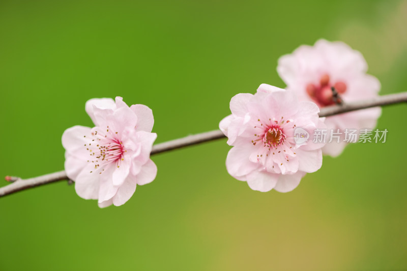 特写粉红色的梅花