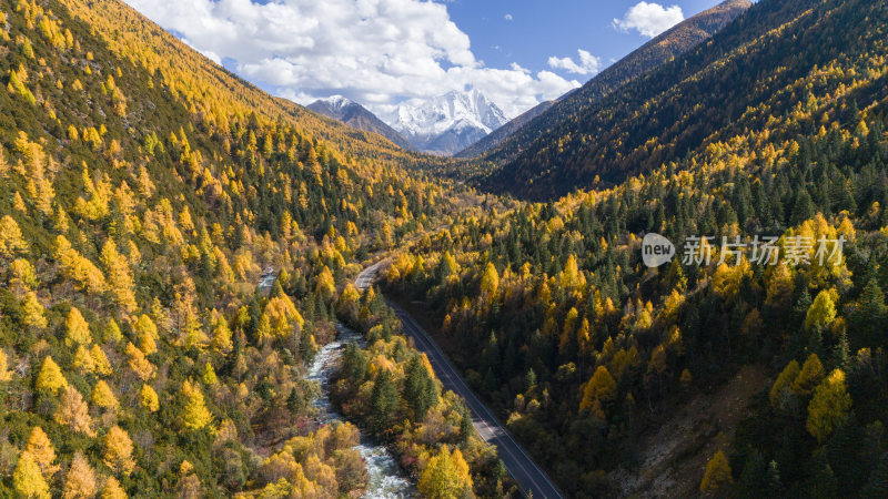 雅拉雪山秋天杉树松树彩林秋景