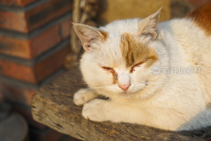 在木椅上休息的猫