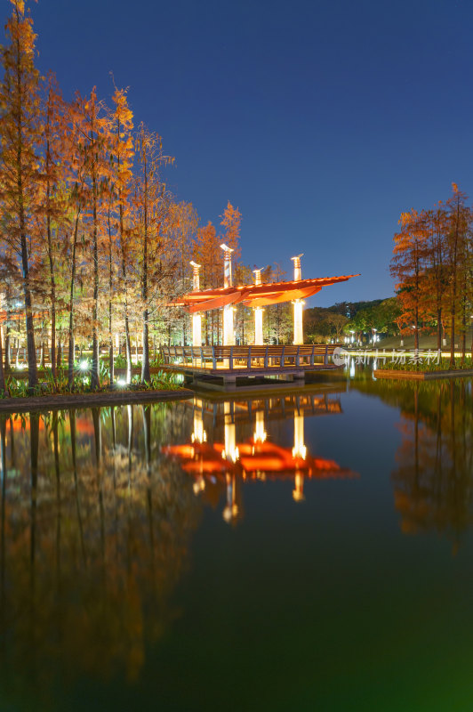 佛山千灯湖公园落羽杉红叶与城市湖泊夜景