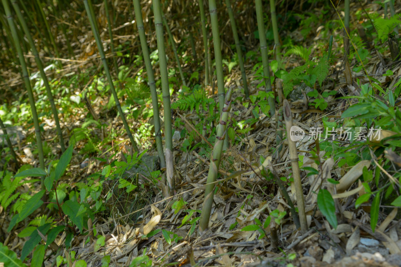 竹林地面植被景观