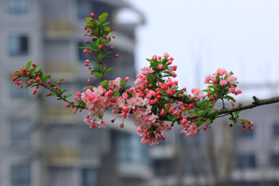 春天的鲜花海棠，垂丝海棠