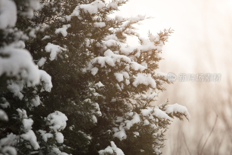 大雪后积雪在松树的枝头景色