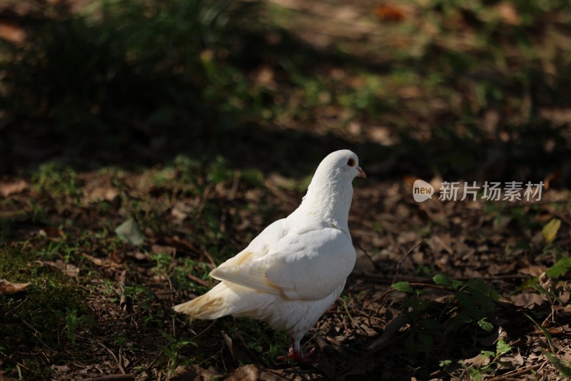 一只在觅食的鸽子