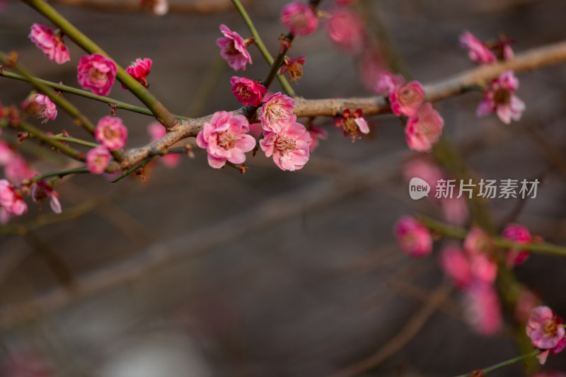 杭州钱塘江畔粉色绽放梅花特写