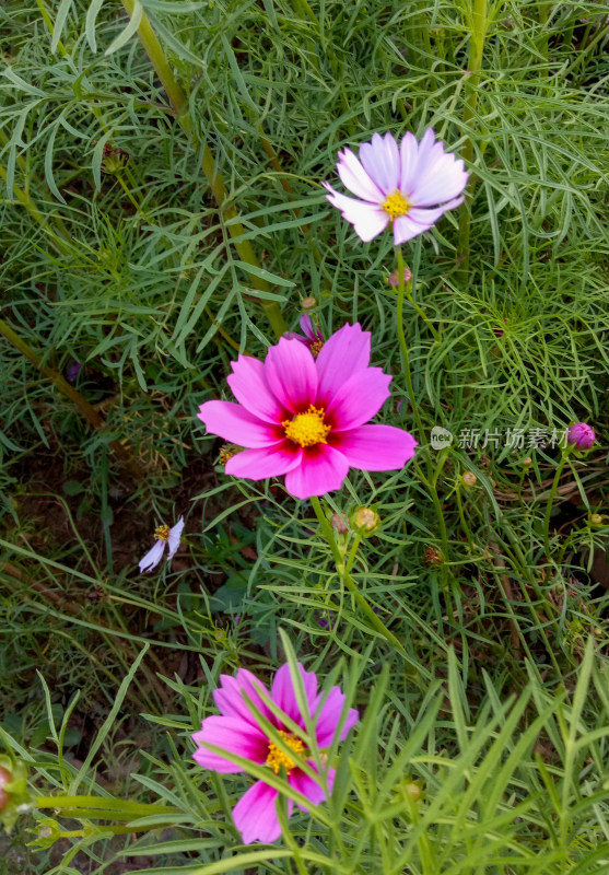 盛开的格桑花特写