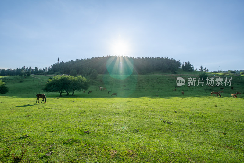 重庆市武隆区仙女山国家森林公园