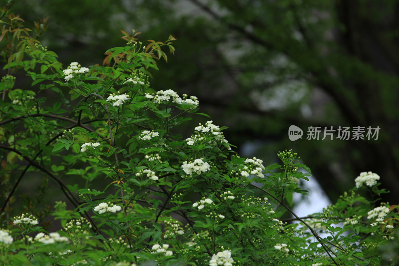 七里香，蔷薇花，小白花