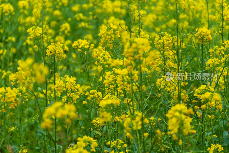 金黄油菜花田景观