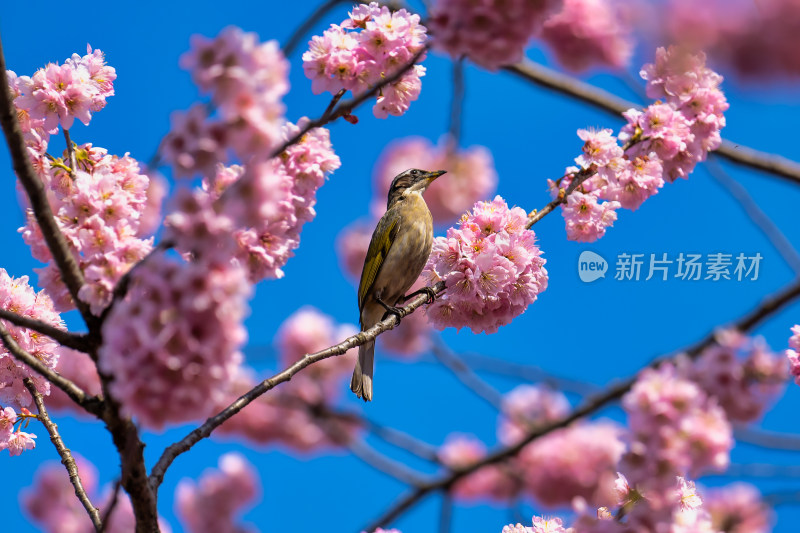 春天的樱花与小鸟